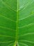 Natural large green leaf vein patterns structure.