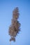 Natural large reed dried Pampas grass