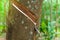 Natural latex para dripping from a rubber tree at a rubber tree