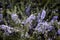 Natural lavender flowers