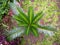 Natural leaf background of Cycas javana plant