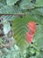 Natural leaf damaged by a disease or drought pest