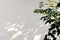 Natural leaves and shadows on white cement wall.