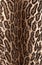 Natural leopard spotted fur texture. Close up leopard skin background