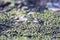 Natural lichen patterns on a stone surface. Close-up side view.