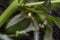 Natural Linyphia Triangularis Spider, summer sunny day natural environment. Macro Photo