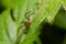 Natural Linyphia Triangularis Spider, summer sunny day natural environment. Macro Photo