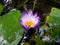 Natural Lite purple color Water Lily Flower of sri lanka