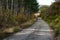 Natural looking autumn forest high symmetrical tree trunks path road in Bulgaria, Eastern Europe