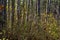 Natural looking autumn forest high symmetrical tree trunks path road in Bulgaria, Eastern Europe