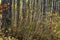 Natural looking autumn forest high symmetrical tree trunks path road in Bulgaria, Eastern Europe