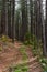 Natural looking autumn forest high symmetrical tree trunks path road in Bulgaria, Eastern Europe