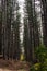 Natural looking autumn forest high symmetrical tree trunks path road in Bulgaria, Eastern Europe