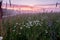 Natural looking landscape with sunrise above field with chamomiles