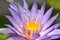 Natural lotus flower pollen extraction, Scientist drop essence for plant test, Alternative organic green herb plant medicine