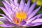 Natural lotus flower pollen extraction, Scientist drop essence for plant test, Alternative organic green herb plant medicine