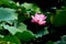 Natural lotus flowers in the pond