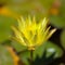 Natural macro floral background with flowering yellow waterlily