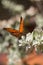 Natural macro image. Beautiful brown butterfly details in soft template. Spring and sunny day. Selective focus.