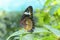 Natural macro photo: butterflies are perched on a branch