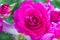 Natural Magenta rose