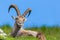 Natural male alpine capra ibex capricorn blue sky green meadow