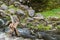 Natural male alpine ibex capricorn crossing stream
