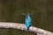 Natural male common kingfisher alcedo atthis sitting on branch