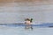 Natural male northern mallard duck anas platyrhynchos landing