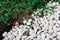 Natural materials garden flower part.Background and texture of white pebbles and green plants at the bottom, grass, bushes.