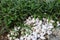 Natural materials garden flower part.Background and texture of white pebbles and green plants at the bottom, grass, bushes.