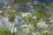 Natural meadow with chervil or cow parsley