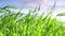 Natural meadow grass slowly swayed by wind blow. Green environment concept.