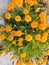 Natural meadow of orange marigold flowers