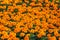 Natural meadow of orange marigold flowers also known as tagetes or genda