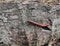 Natural Millipede red in tree