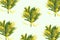 Natural mimosa flowers bouquet, spring seasonal pattern on pale green color fon. Fresh fluffy yellow blossom with green