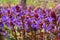 Natural mint background. Purple flowers Catnip Latin: Nepeta cataria close up. Soft selective focus