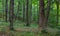 Natural mixed stand of Bieszczady Mountain region