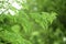 Natural Moringa leaves in the Garden
