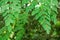 Natural Moringa leaves Green Background