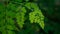 Natural Moringa leaves Green Background. Young Moringa leaves in nature light, alternative medicine plant