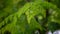 Natural Moringa leaves Tree Green Background