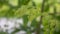 Natural Moringa leaves Tree Green Background. Fresh Green Moringa leaves