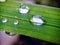 Natural morning dew on the grean leaves