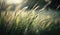 Natural morning sunlight illuminates stunning background of wild grasses in selective focus. Generative AI