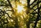 Natural mosaic relief background of cubes with trees and sunlight