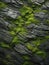 Natural Mossy Rock Texture Macro Abstract Nature Background Backdrop Mountain Forest Surface Wallaper