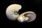 Natural and mother of pearl nautilus shells isolated on black