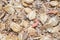 Natural  muesli  background with barley and carrot. for horse.  macro shot